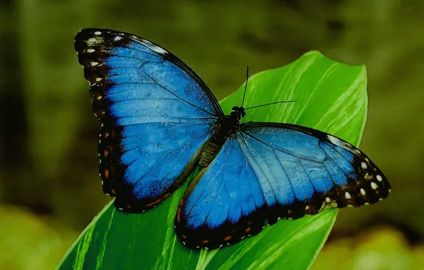 Nature, butterfly, green leaf