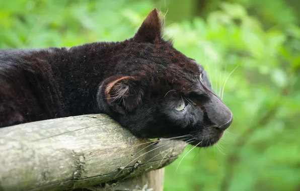 Picture cat, look, face, Panther, log, black leopard