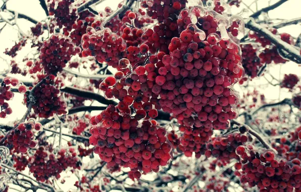Macro, Winter, Tree, Ice, Rowan