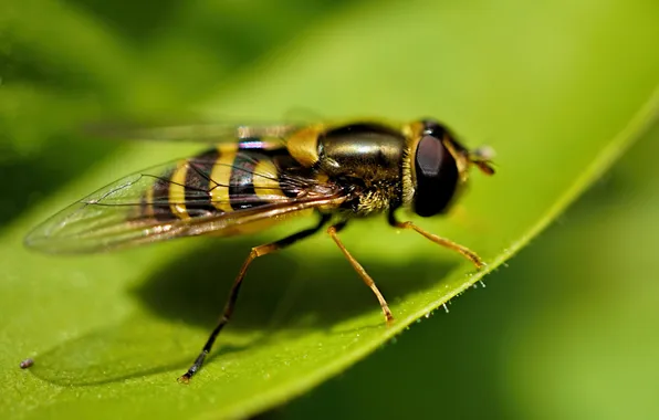 Macro, insect, Syrphidae, Hoverfly, Gorzalka