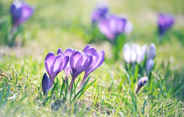 Greens, purple, grass, macro, light, flowers, nature, spring