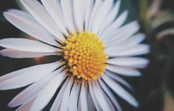Picture flower, Daisy, white petals
