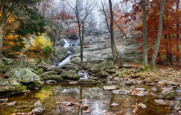 Autumn, forest, trees, stream, stones, rocks