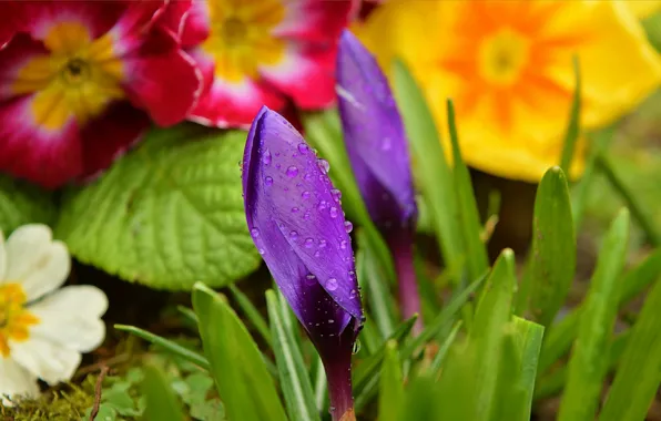 Drops, Flowers, Buds, Flowers, Krokus, Crocuses, Purple flowers, Drops