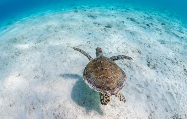 Picture sand, sea, water, background, turtle, the bottom, underwater world, sea turtle