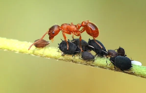 Macro, insects, Ant, Galina Garkavaya, Aphids