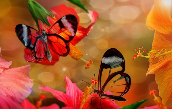 Butterfly, photoshop, hibiscus