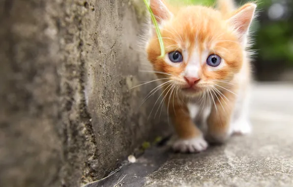 Cat, look, pose, kitty, wall, red, walk, blue eyes