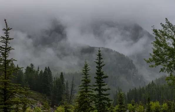 Picture forest, mountains, nature, fog, rain