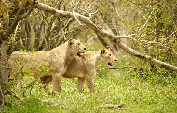 Trees, power, predators, grace, hunting, lioness