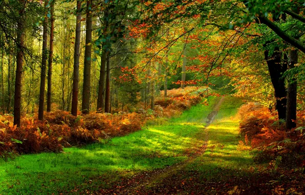 Road, autumn, forest, leaves, trees, nature, Park, colors