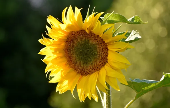 Flower, summer, yellow, sunflower