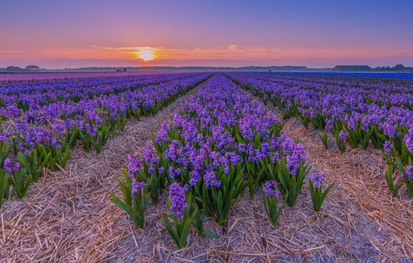 Field, the sky, the sun, sunset, flowers, spring, the evening, straw