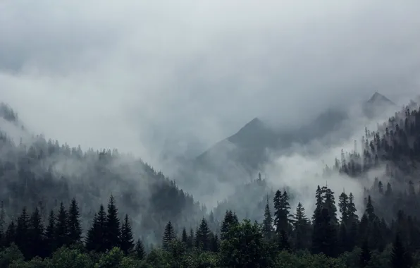 Picture forest, trees, mountains, nature, fog