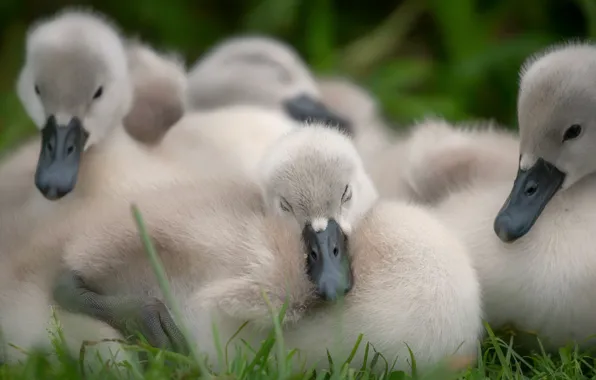 Birds, nature, comfort, together, sleep, Swan, kids, company