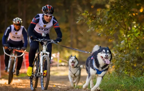 Dogs, sport, bikes