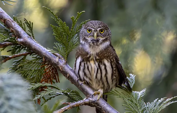 Look, nature, owl, bird, branch, needles, bokeh, owl