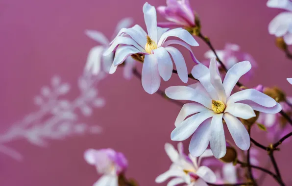 Flowers, branches, spring, petals, white, pink background, flowering, Magnolia