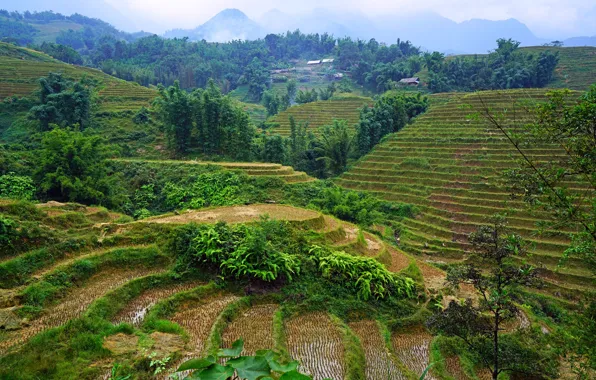 Greens, trees, mountains, fog, field, houses, Vietnam, forest