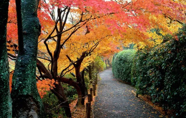 Autumn, leaves, trees, Park, Japan, garden, track, the bushes