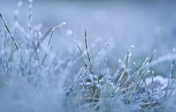 Picture cold, winter, frost, grass, macro, snow, nature, earth