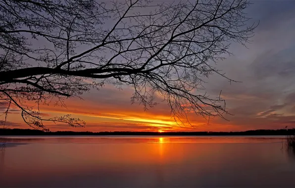 Picture the sky, sunset, branches, lake, tree, dal, horizon, pond