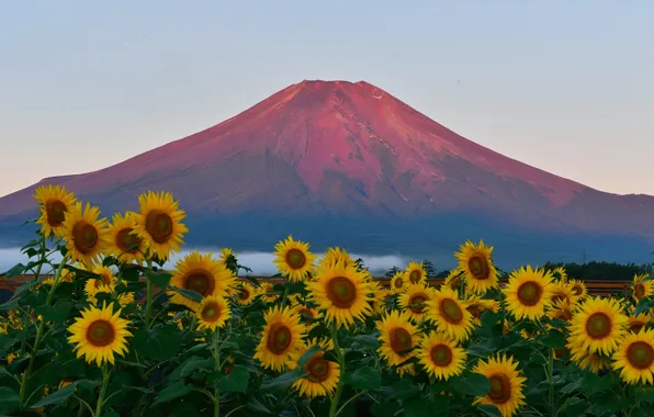 Field, the sky, sunset, sunflower, Japan, mount Fuji
