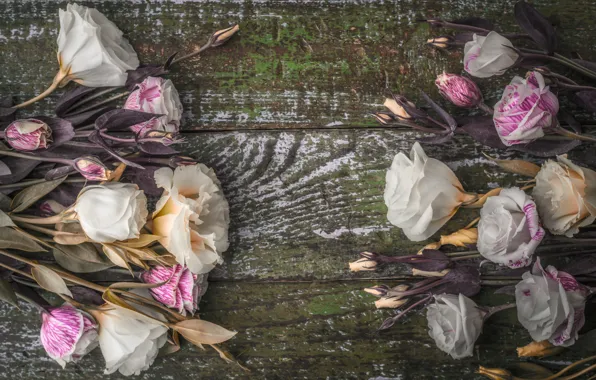 Flowers, background, buds, eustoma