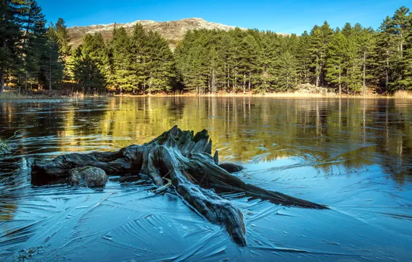 Picture forest, water, trees, lake, France, snag, Corsica