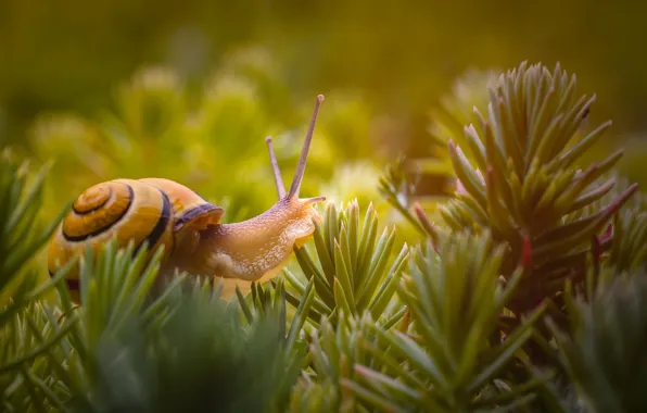 Macro, snail, needles
