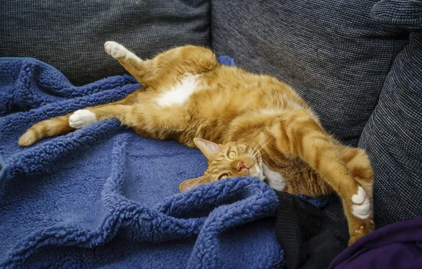 Cat, cat, look, pose, sofa, stay, legs, red