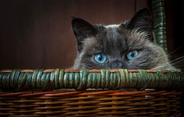 Picture cat, cat, look, basket, muzzle, blue eyes, cat