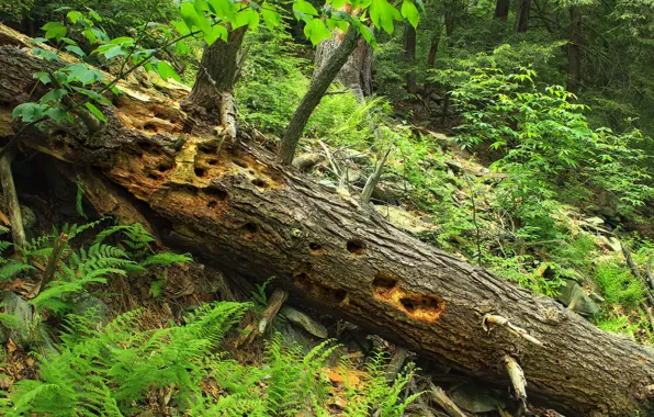 Forest, branches, tree