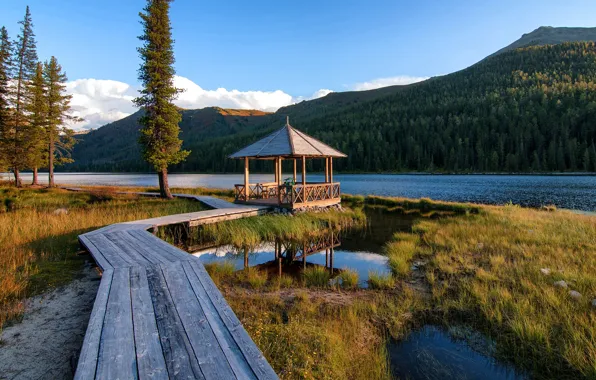 Forest, the sky, grass, clouds, trees, mountains, nature, lake