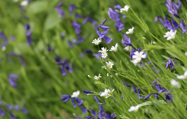 Macro, bells, meadow, bokeh