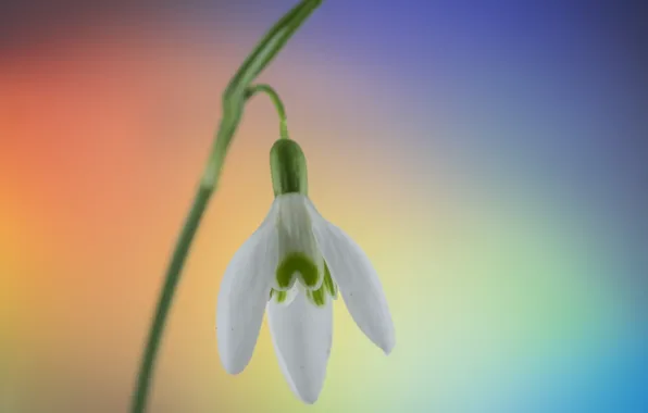 Macro, background, snowdrop