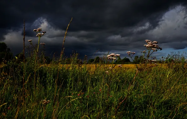 The sky, grass, clouds, meadow, stormy sky, Helichrysum