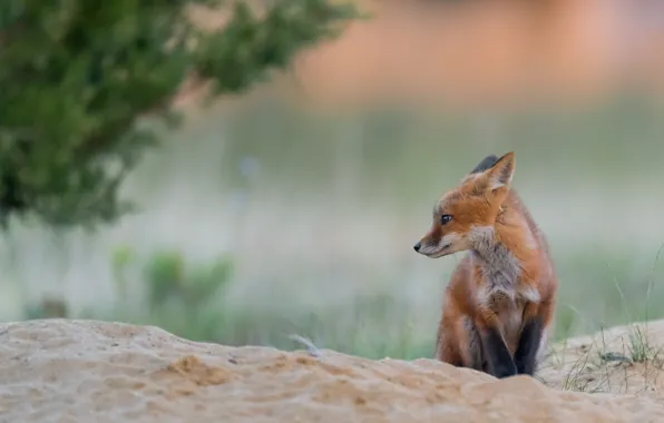 Sand, look, nature, pose, Bush, Fox, profile, face