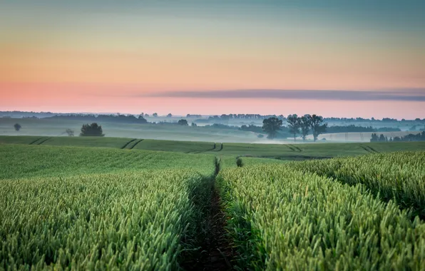 Picture field, summer, nature, fog, Shaiith