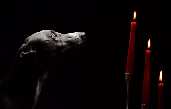 Picture look, dog, candles