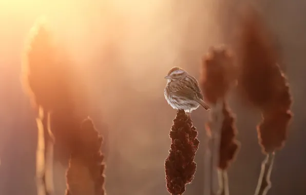 Picture Song sparrow, Melospiza melodia, Song sparrow