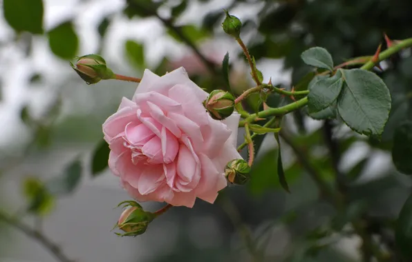 Picture leaves, flowers, branches, roses, garden, pink, buds, bokeh