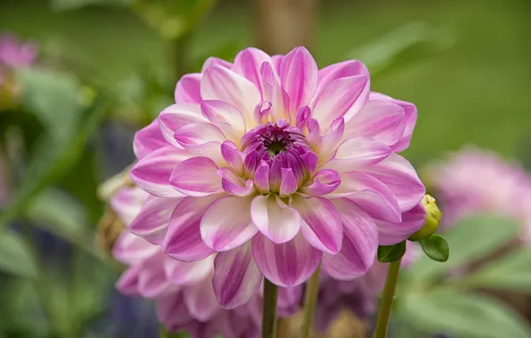 Picture flower, pink, petals, flowering, Dahlia