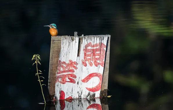 Picture lake, pond, bird, plant, characters, Board, Kingfisher, Ben Torode