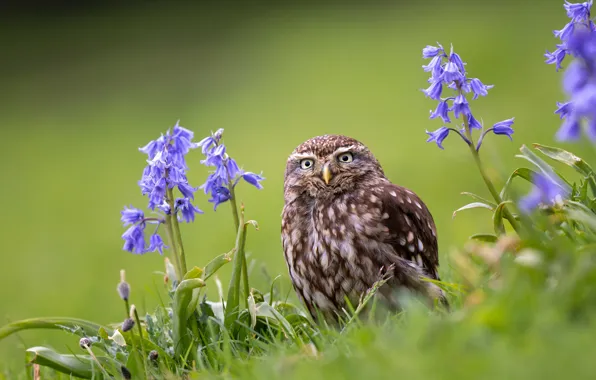 Picture flowers, owl, bird, bells, The little owl