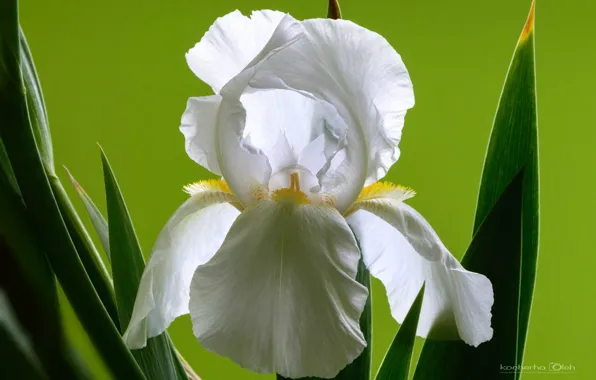 Picture macro, spring, iris