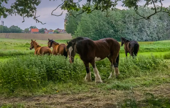 Field, horses, horse, the herd