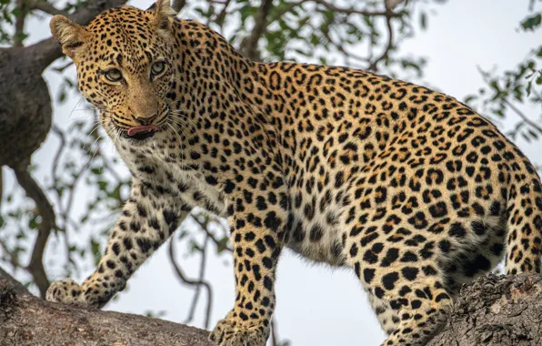 Picture predator, leopard, wild cat