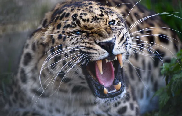 Face, predator, leopard, fangs, grin, wild cat