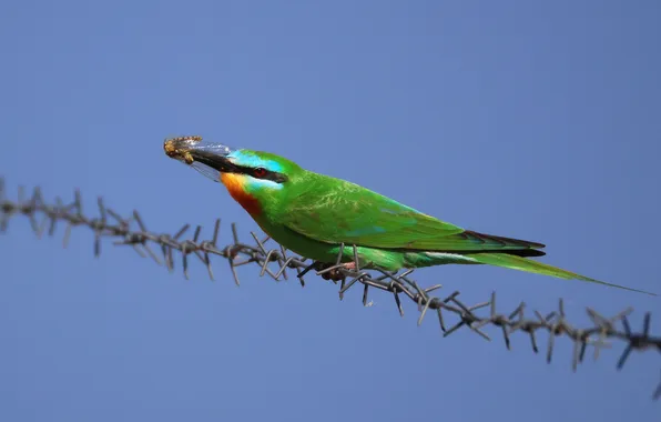 Close-up, bird, branch, mining, Magov Marat, The green squint